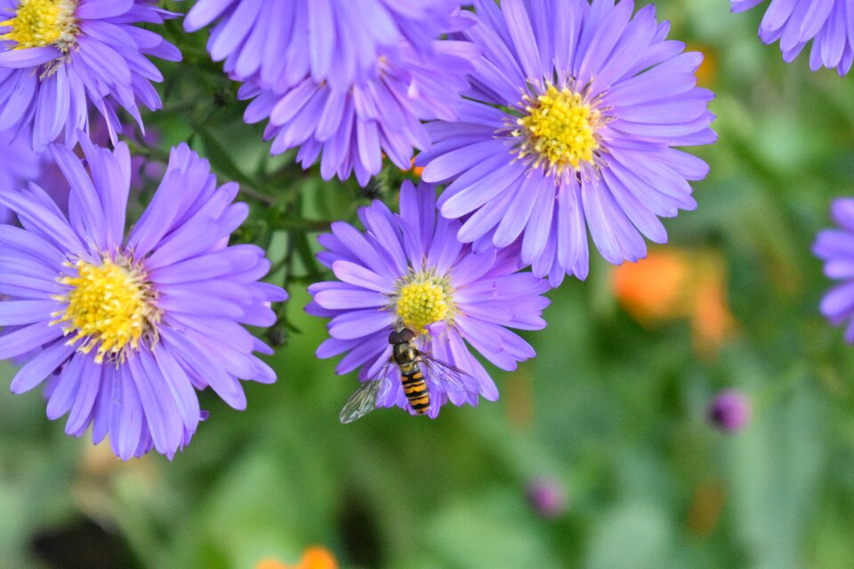 Autumn michaelmas daisy plant