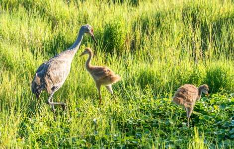 Babies nature wildlife