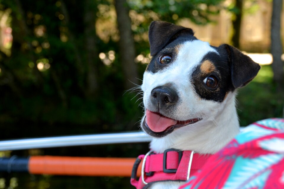 Harness adorable portrait