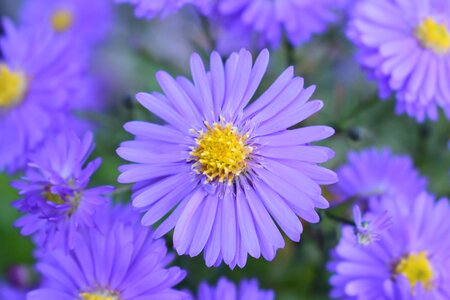 Autumn michaelmas daisy plant