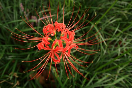 Lycoris squamigera flowers for red photo