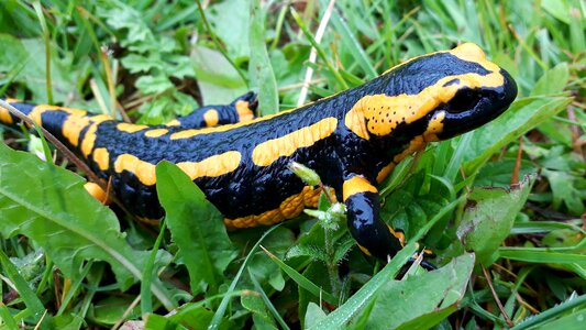 Salamandra amphibians animal photo
