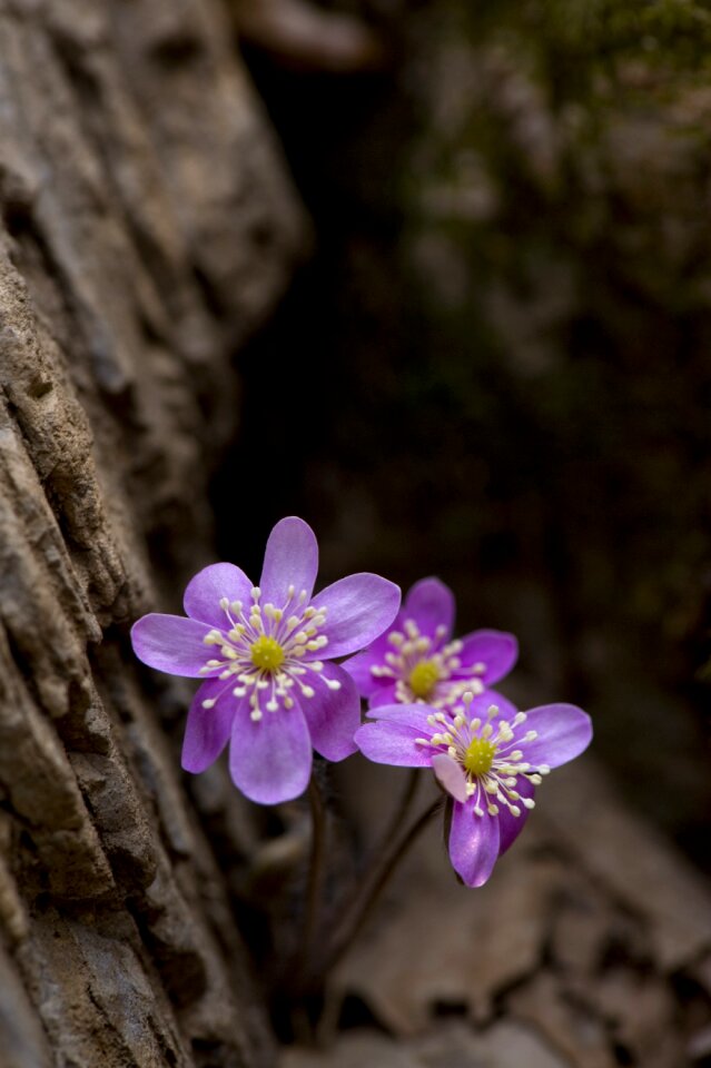 Pink casino day return hepatica flower the term hell