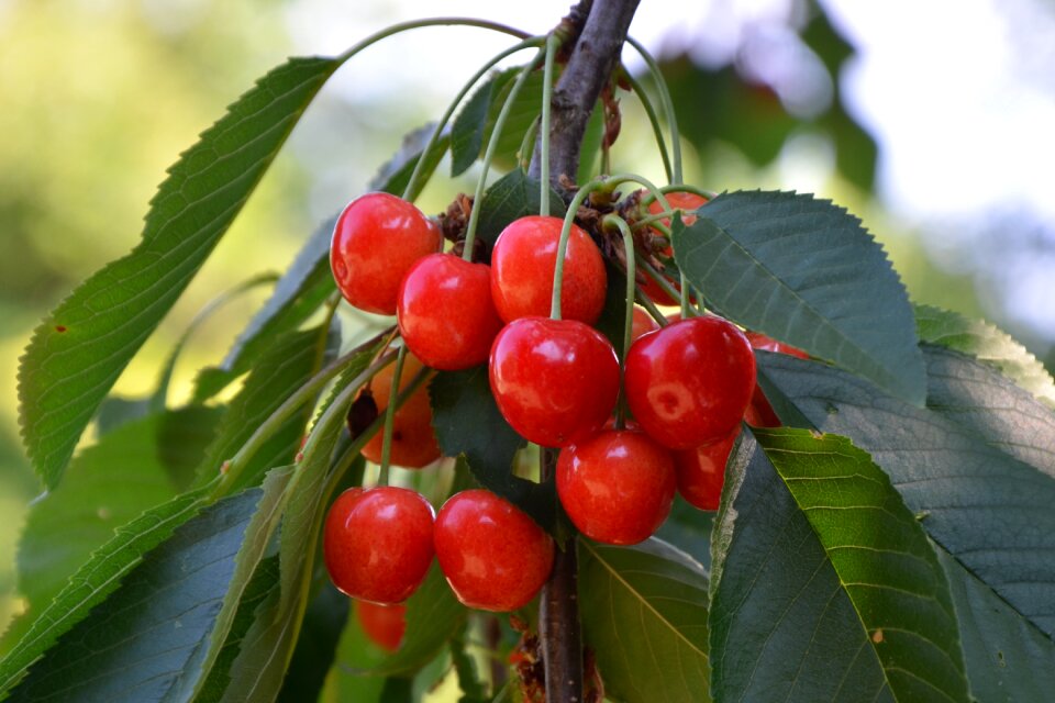 Leaves sweet cherries red