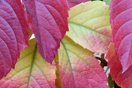 Beauty multicolor red