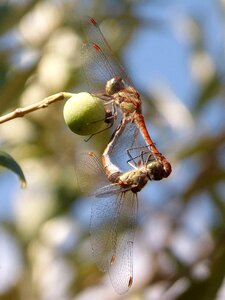 Sympetrum striolatum olive winged insect photo