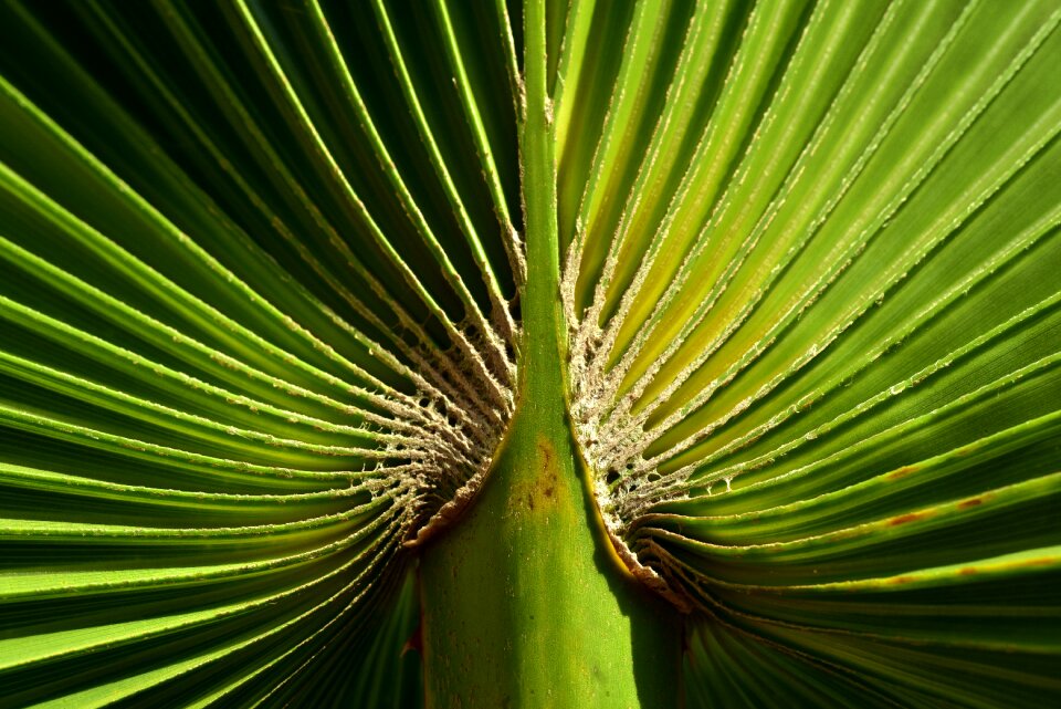 Plant palm fronds tropical