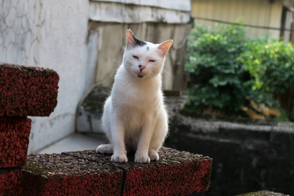 Cat insomnia animal