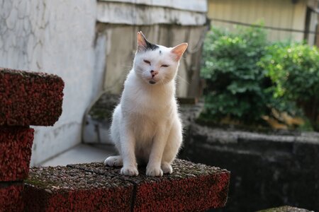 Cat insomnia animal