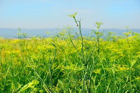 Fennel flower fennel field fennel cultivation