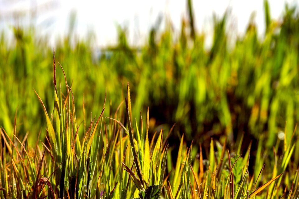 Background meadow field