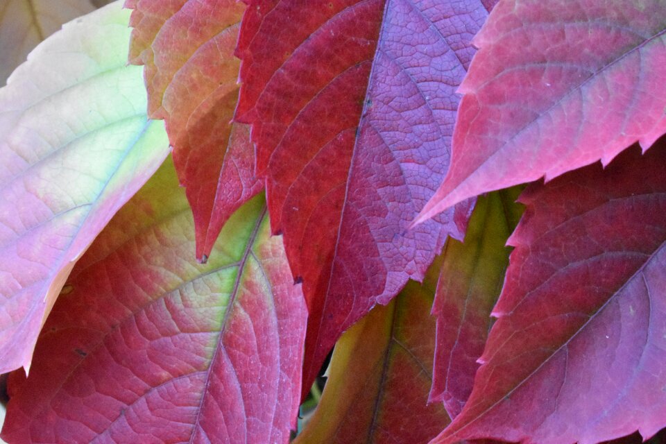 Beauty multicolor red