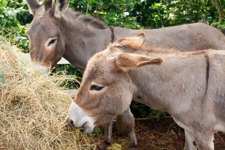 Donkeys asses manger photo
