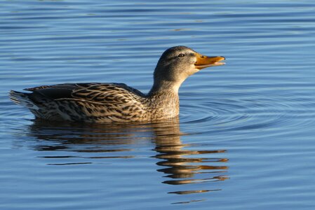 Reflection waterfowl plumage photo