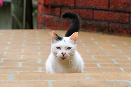 Cat animal standing