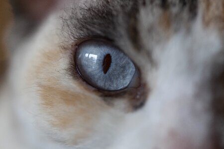 Cat's eyes close up portrait photo