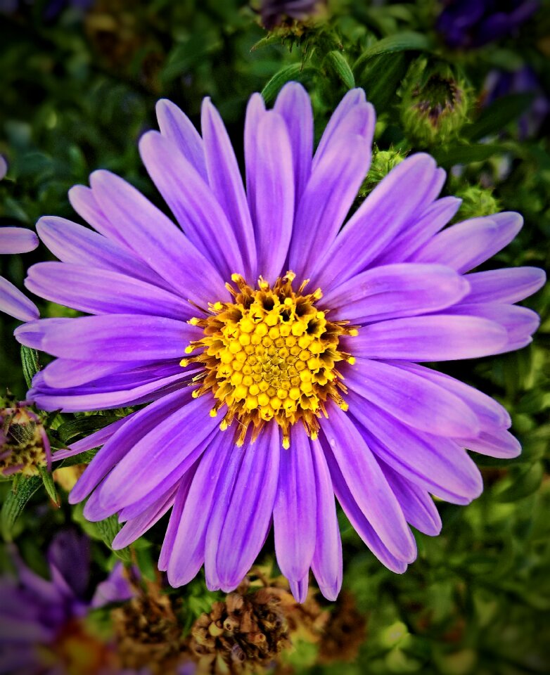 Bush single bloom violet