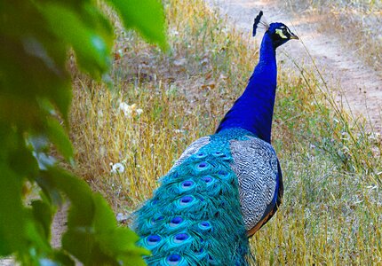 Animals pen birds