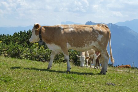 Alpine mountains grazing photo