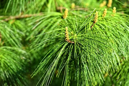 Branch pinus wallichiana blue pine