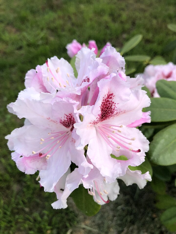 Spring blossom bloom