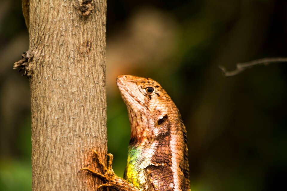 Predator animals creature