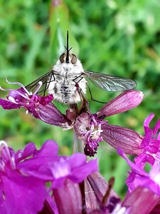 Insect flight insect fly