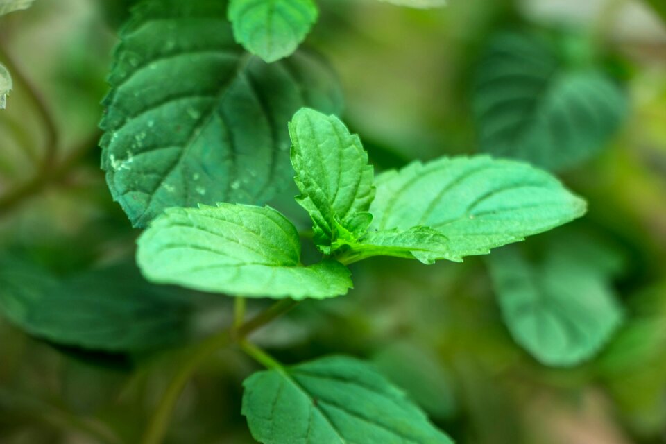 Green flower nature