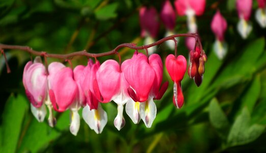 Garden spring closeup