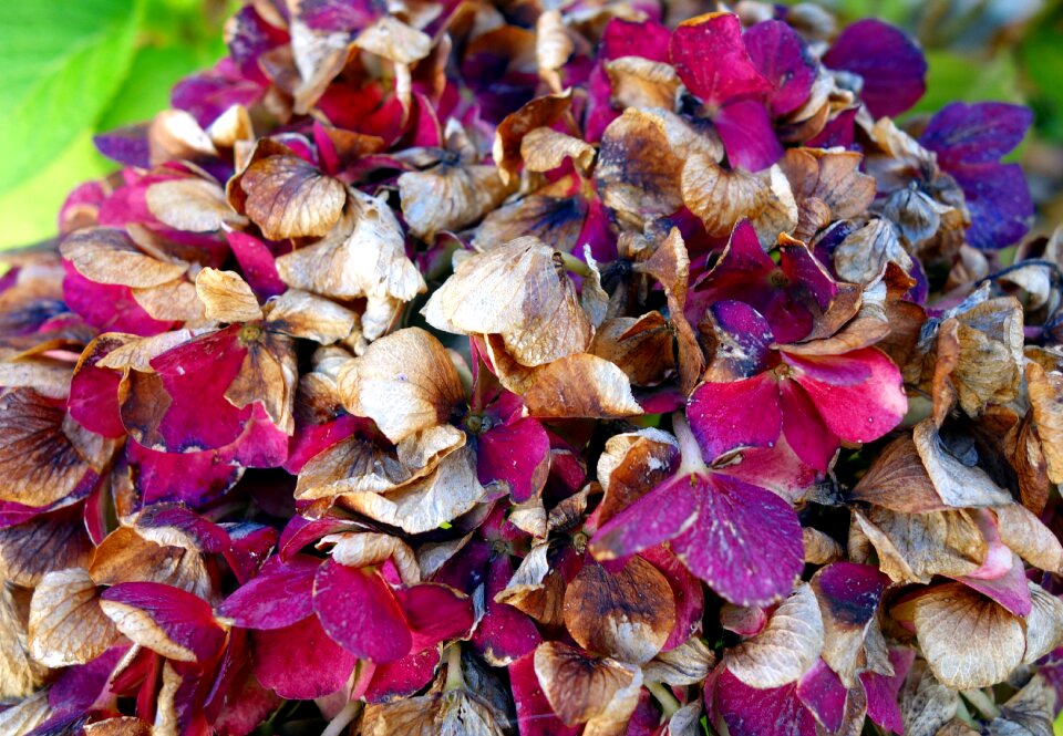 Plant garden close up