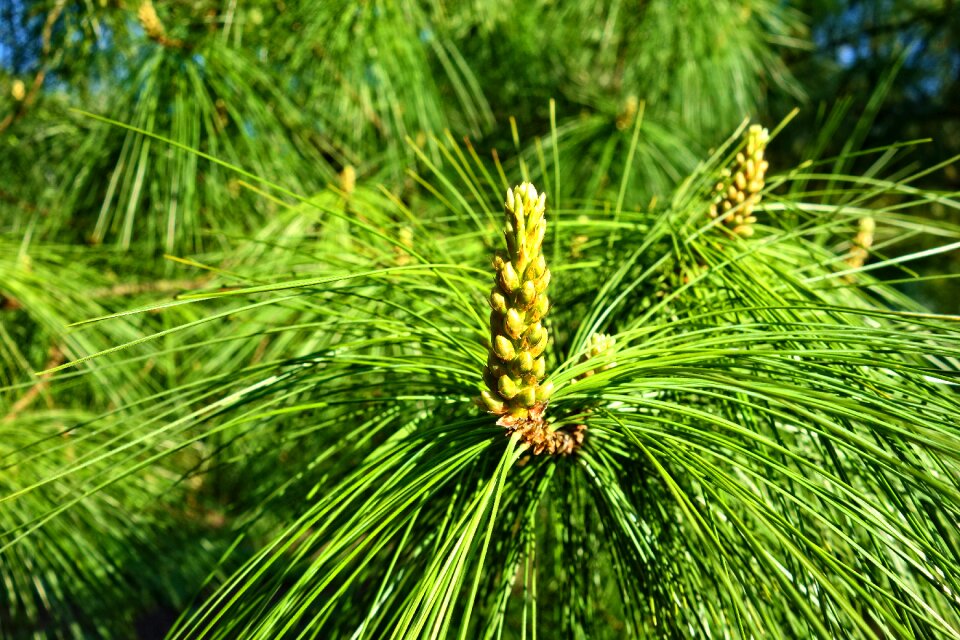 Branch pinus wallichiana blue pine