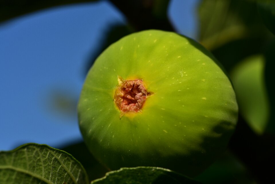 Eat nature delicious