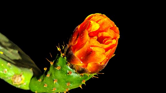 Plant flower thorns photo