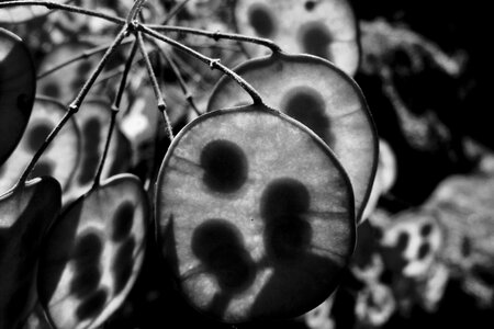 Black and white shadow peas