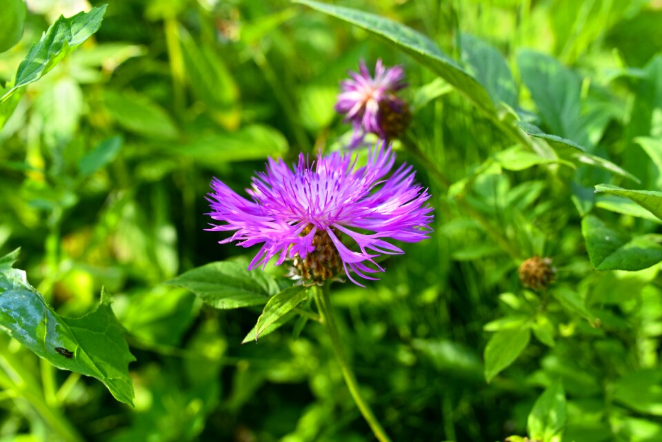Perennial centaurea scabiosa herbal healing