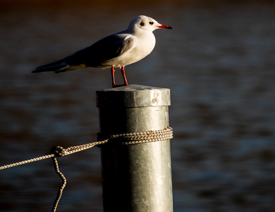 Water bird seevogel white
