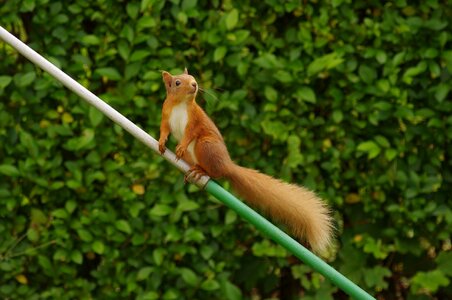 Red squirrel banchory scotland