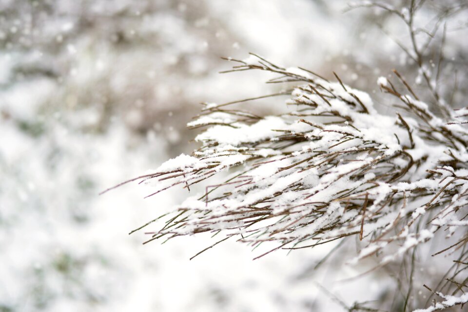 December january white