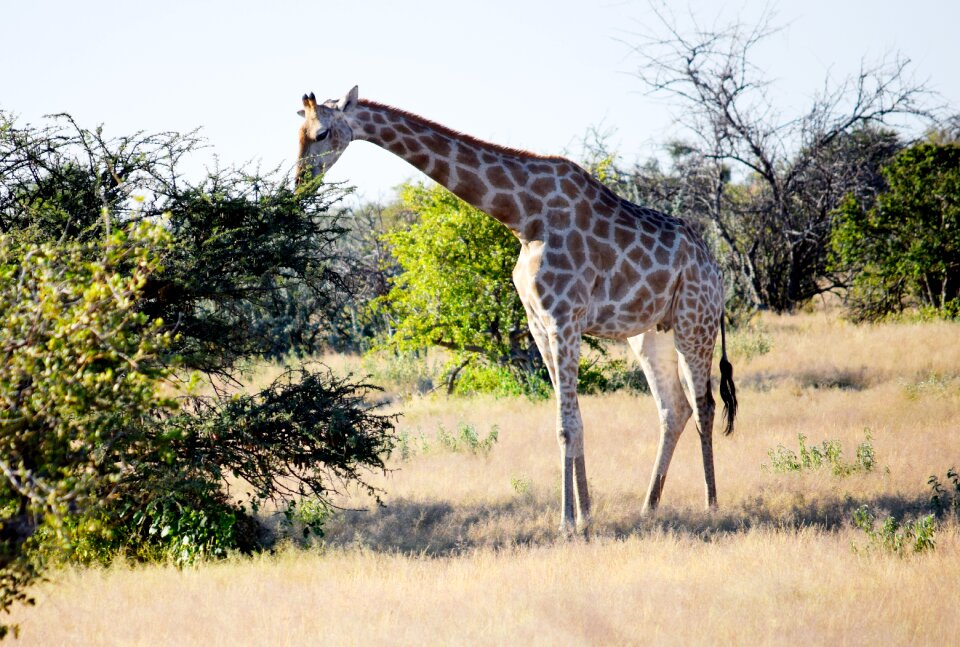 Etosha namibia africa photo