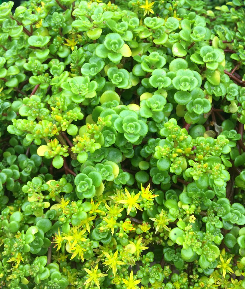 Nature leaves garden