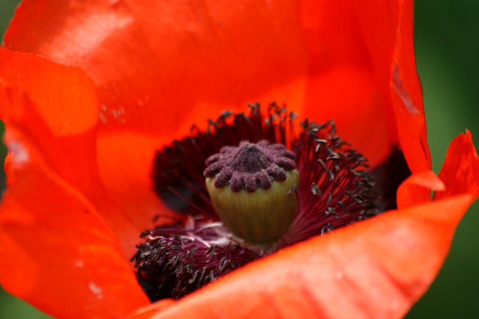 Flower nature plant