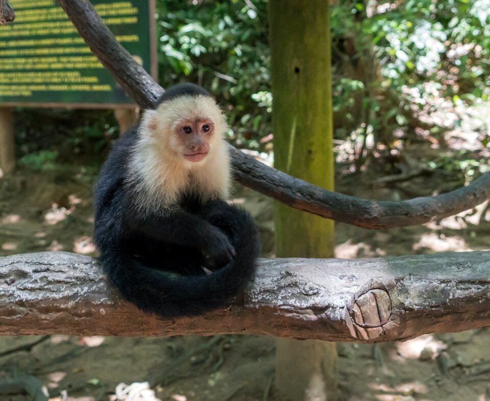 Wildlife mammal nature