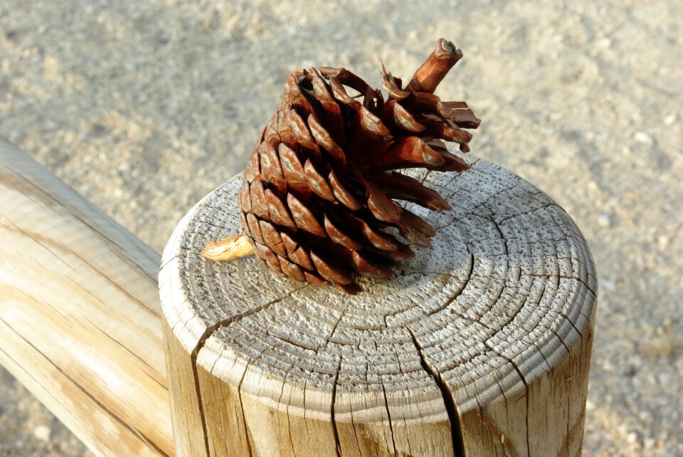 Wood closing pinecone
