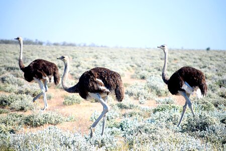 Wildlife long neck