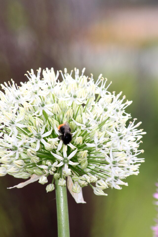 Frühlingsblüher garden garden plant