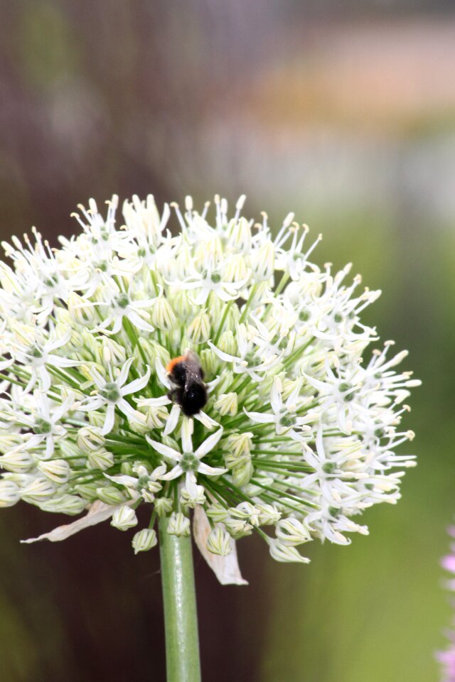 Frühlingsblüher garden garden plant photo