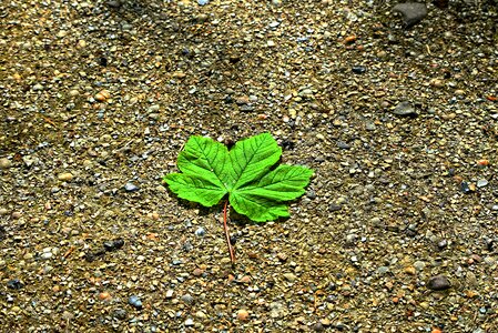 Texture fallen leaf spring leaf photo