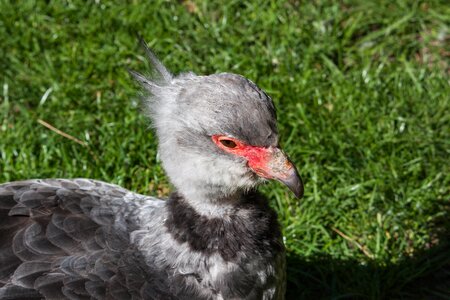 Bird animal animal world