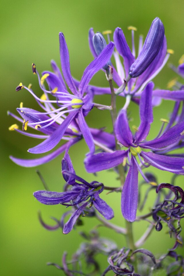 Nature flower violet photo