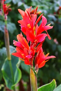 Summer floral tube greenhouse flora